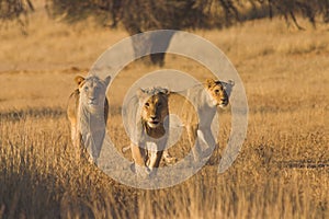 Lions hunting