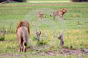 A family of lions in the bush. photo