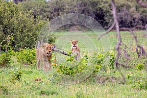 2 hunting female lions photo