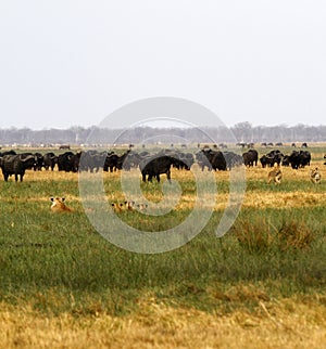 Lions hunting Buffalo