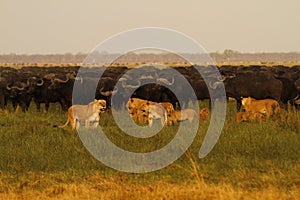 Lions hunting Buffalo