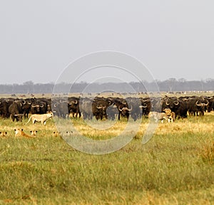 Lions hunting Buffalo