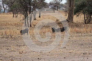 Lions hunting warthogs in the savanna