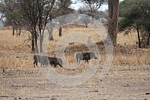 Lions hunting warthogs in the savanna