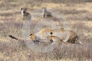 Lions and hyenas in NgoroNgoro area