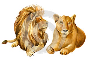 Lions on isolated white background, animals watercolor painting