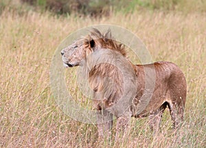 Lions in kenya stalking through the grass