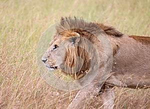 Lions in kenya stalking through the grass