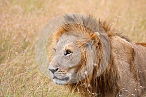 Lions in kenya stalking through the grass