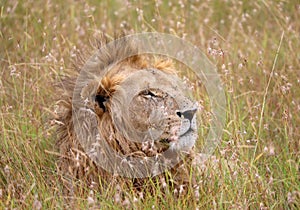 Lions in kenya stalking through the grass