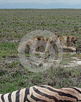 Lions and kill photo
