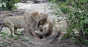 Lions on a kill in the Okavango delta