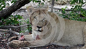 Lions on a kill in the Okavango delta