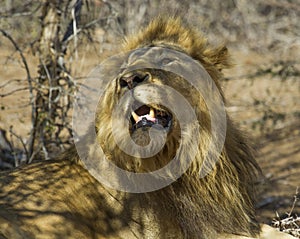 Lions - Kruger National Park Mating Pair