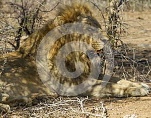 Lions - Kruger National Park Mating Pair