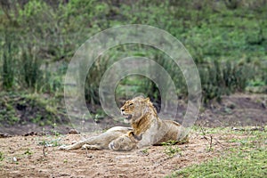 Lions in Kruger National park, South Africa