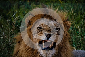 Lions in Kruger national park South Africa, close up of male Lion head, bige male lion in the bush of the Blue Canyon