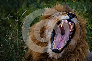 Lions in Kruger national park South Africa, close up of male Lion head, bige male lion in the bush of the Blue Canyon