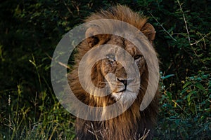 Lions in Kruger national park South Africa, close up of male Lion head, bige male lion in the bush of the Blue Canyon