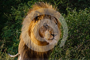 Lions in Kruger national park South Africa, close up of male Lion head, bige male lion in the bush of the Blue Canyon