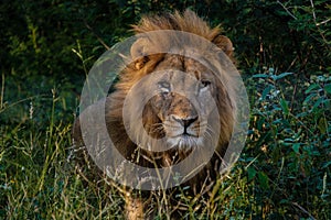 Lions in Kruger national park South Africa, close up of male Lion head, bige male lion in the bush of the Blue Canyon