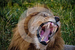 Lions in Kruger national park South Africa, close up of male Lion head, bige male lion in the bush of the Blue Canyon