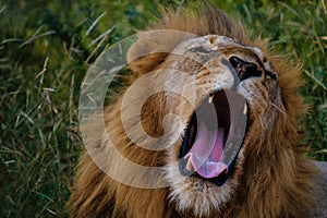 Lions in Kruger national park South Africa, close up of male Lion head, bige male lion in the bush of the Blue Canyon