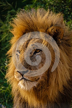 Lions in Kruger national park South Africa, close up of male Lion head, bige male lion in the bush of the Blue Canyon