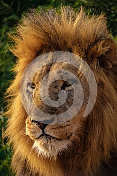 Lions in Kruger national park South Africa, close up of male Lion head, bige male lion in the bush of the Blue Canyon