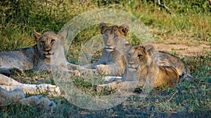 Lions in Kruger national park South Africa. Family of young lions together in the bush of the Blue Canyon Conservancy in