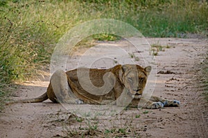 Lions in Kruger national park South Africa. Family of young lions together in the bush of the Blue Canyon Conservancy in