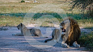 Lions in Kruger national park South Africa. Family of young lions together in the bush of the Blue Canyon Conservancy in