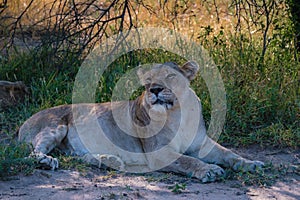 Lions in Kruger national park South Africa. Family of young lions together in the bush of the Blue Canyon Conservancy in