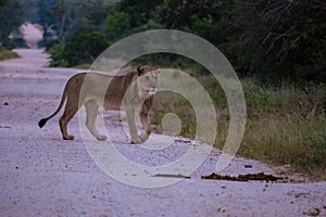 Lions in Kruger national park South Africa. Family of young lions together in the bush of the Blue Canyon Conservancy in