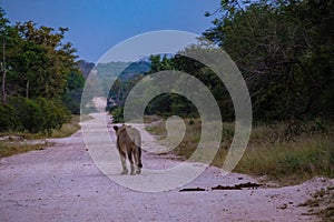 Lions in Kruger national park South Africa. Family of young lions together in the bush of the Blue Canyon Conservancy in