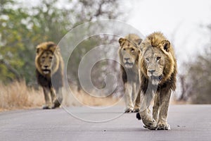 Lions in Kruger National park, South Africa