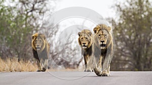 Lions in Kruger National park, South Africa photo