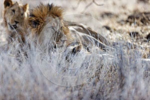 Lions laying on grass in Lewa Conservancy, Kenya