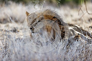 Lions laying on grass in Lewa Conservancy, Kenya