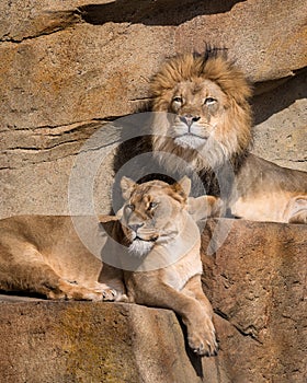 Lions on the ledge