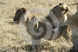 Lions and Lioness cubs Panthera Leo Bigcats simba in Swahili language.