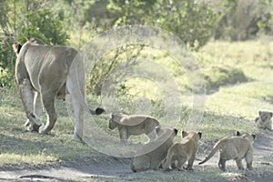Lions and Lioness cubs Panthera Leo Bigcats simba in Swahili language. photo