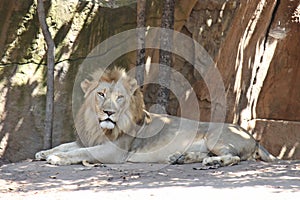 Lions live at zoo in Thailand Asia