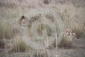 Lions in the long grass