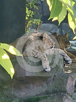 Lions lounging on a rock