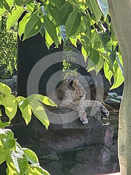 Lions lounging on a rock