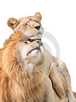 Lions in love