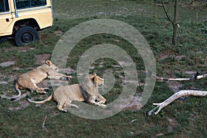 Lions lying in the grass photo