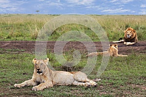 Lions in Maasai Mara, Kenya