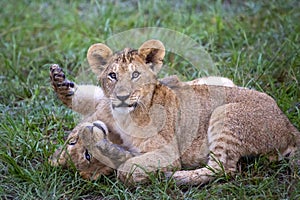 Lions in Maasai Mara, Kenya